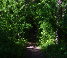 forest path among trees in an impenetrable forest
