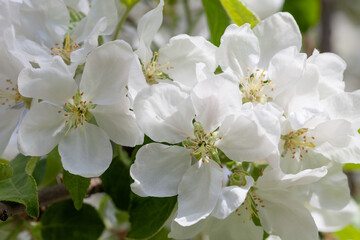 Fototapeta na wymiar Blooming apple trees in the spring garden