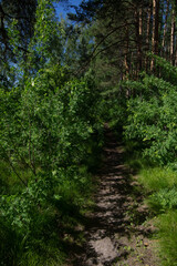 Fototapeta na wymiar forest path among trees in an impenetrable forest