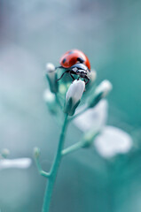 Biedronka © Przemek