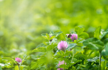 Close up of Honey Bee on White Dutch Clover Flower Outside