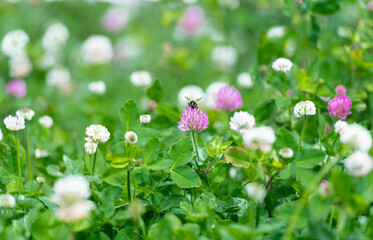 Close up of Honey Bee on White Dutch Clover Flower Outside - 356450227