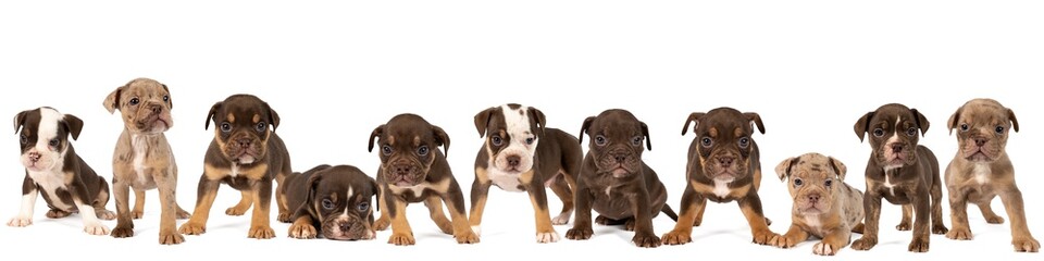Obraz premium Panorama of Old English Bulldog pups lying, standing ans sitting isolated against a white background
