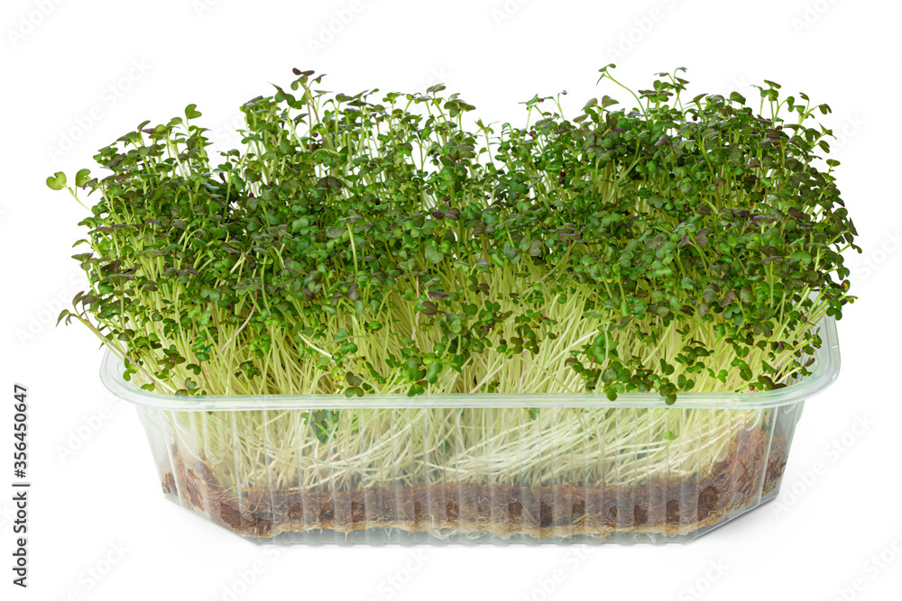 Wall mural micro green sprouts of watercress salad isolated on white