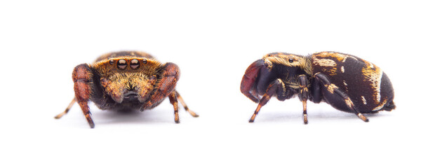 Obraz premium jumping spider isolated on white background.