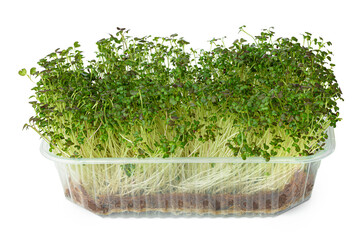 Micro green sprouts of watercress salad isolated on white