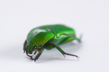 green bug on a white background
