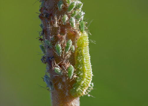 Coccinellidae, a larva, sits on a branch and eats aphids.