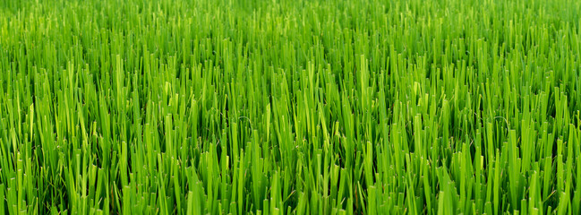 close up green rice field background