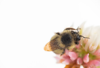 Close up of Honey Bee on White Dutch Clover Flower