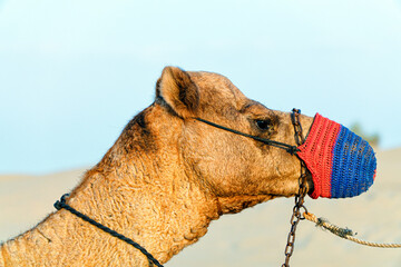 A Beautiful Camel in Duabi Desert