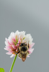 Close up of Honey Bee on White Dutch Clover Flower