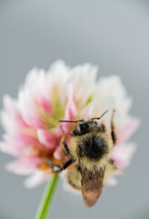 Close up of Honey Bee on White Dutch Clover Flower