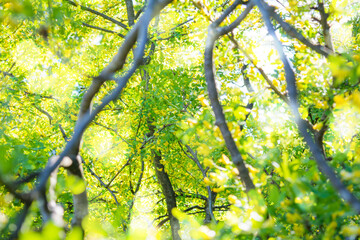 Flowers of yellow acacia shrub. Blooming Caragan arborescenes tree