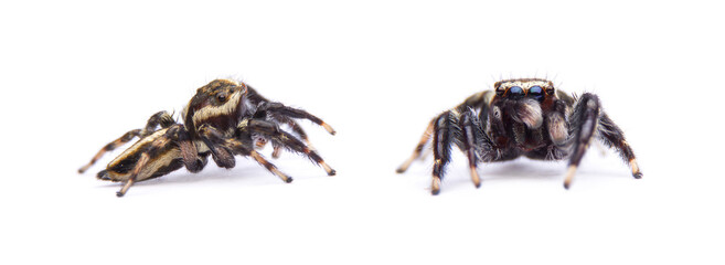 jumping spider isolated on white background.
