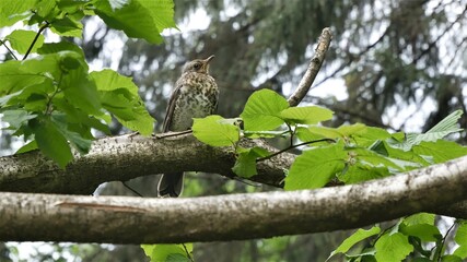 Thrush sitting on a tree branch in the forest.
