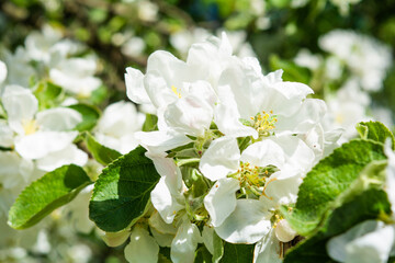 White flowers of apple tree. Beautiful blossoming apple tree branch