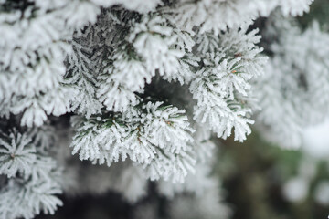 needles spruce close-up in frost and in ice close-up