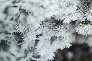 Fototapeta na wymiar needles spruce close-up in frost and in ice close-up