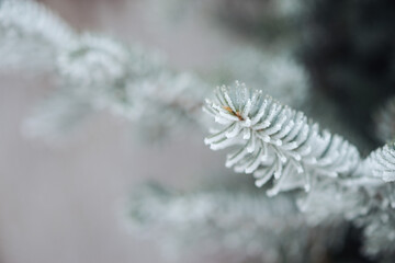 needles spruce close-up in frost and in ice close-up