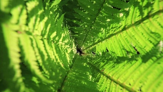 The camera penetrates the center of the green leaves of the fern in sunny day