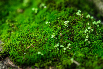 clover on moss close up for background