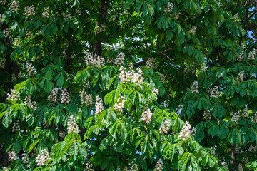 Foliage and flowers of Horse chestnut, Aesculus hippocastanum, Conker tree