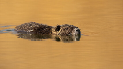 Nutria, myocastor coypus, swimming in water with head just above surface in nature. Symmetrical...