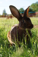 lapin-lièvre belge