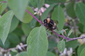 Bumblebee sitting on a tree branch