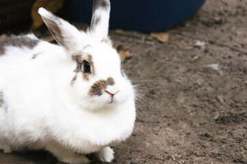 Cute white fluffy rabbit outdoors. A pet.