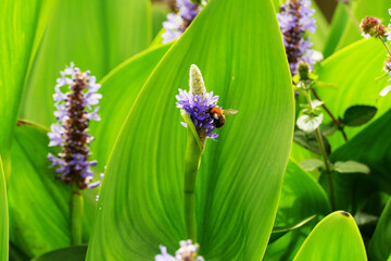 Closeup of pickerelweed (Pontedria Cordata) flower with a bumblebee
