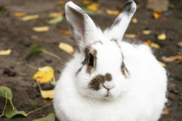 Cute white fluffy rabbit outdoors. A pet.