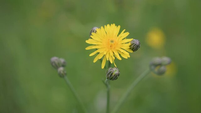 ellow meadow flower with some buds is blowing in the wind