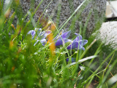 チシマギキョウの花（中央アルプス） Campanula chamissonis, 