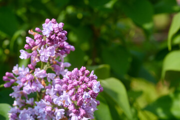 Blooming pink lilac closeup, a place for an inscription