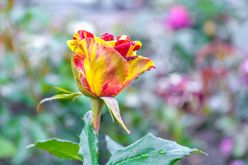 Motley rose flower bush in bloom at natural outdoor garden
