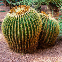 Close up of golden barrel cactus (Echinocactus grusonii)
