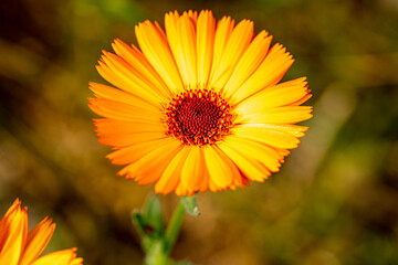 wunderschöne gelb orange Ringelblume vor unscharfem Hintergrund