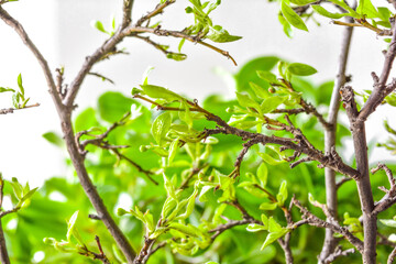 Spring branches with small green young leaves on green blurred background