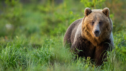 Obraz premium brown bear, ursus arctos, in tall green vegetation facing camera in summer at sunset. Wide panoramic horizontal composition of furry wild animal from front view with copy space.