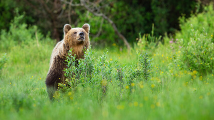 Interested brown bear, ursus arctos, sniffing for scents on meadow and hiding behind bush. Animal...