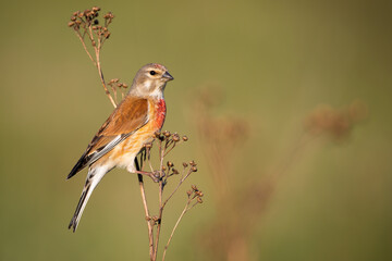 Male common linnet, linaria cannabina, resting on a plant on meadow in summer at sunset from side view with copy space. Passerine bird looking into camera in the evening lit by sun.