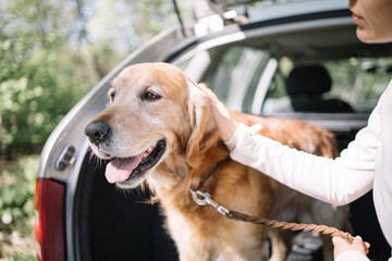 Close-up view of female hand petting retriever dog. Happy dog sitting in car's trunk while his owner is petting him.
