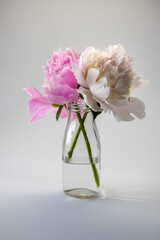 two peonies in glass milk jug