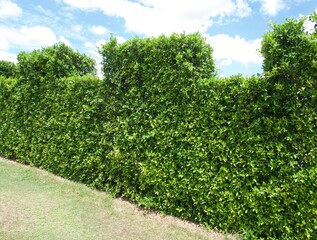 Fototapeta na wymiar green leaves creeper fence wall with blue sky background