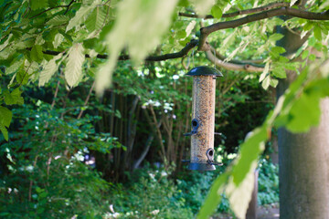 Beautifull bird feeder (feeding tube) hanging in a tree filled with seeds for the birds. 