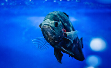 blue-grey colored fish, moving through water in aquarium