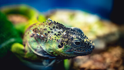 Small green lizard with black face resting in terrarium, closeup