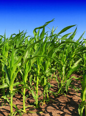 A huge corn field. Lots of green shoots of green corn - 356455051